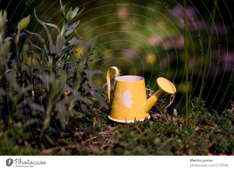 Gießkännchen Freizeit & Hobby Garten Umwelt Natur Pflanze Sommer Blume Gras Sträucher Moos Blatt Grünpflanze Nutzpflanze Wildpflanze Park klein lustig natürlich