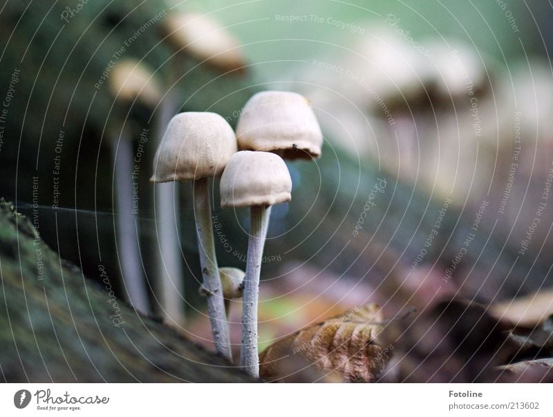 Pilzversammlung Umwelt Natur Pflanze Urelemente Erde Herbst Wald stehen Wachstum hell natürlich Giftpilz Pilzhut Farbfoto Gedeckte Farben Außenaufnahme Tag