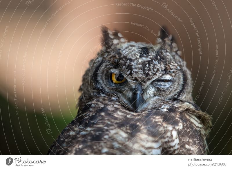 Eulenblick Tier Wildtier Vogel Tiergesicht Eulenvögel Uhu 1 Tierjunges beobachten Müdigkeit Trägheit Langeweile Natur Farbfoto Außenaufnahme Nahaufnahme Tag