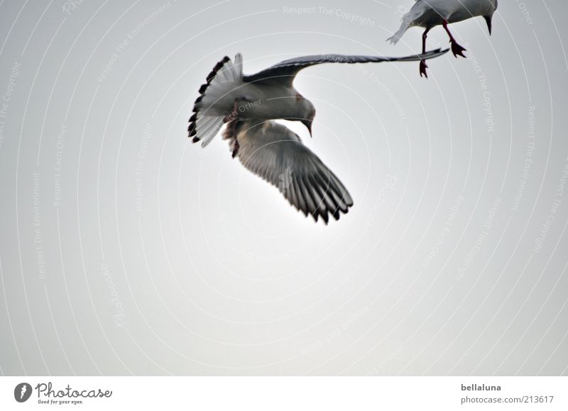 Lachmöwen Freiheit Sommer Sommerurlaub Strand Meer Umwelt Natur Luft Himmel Wolkenloser Himmel Wetter Schönes Wetter Küste Ostsee Tier Wildtier Vogel Flügel