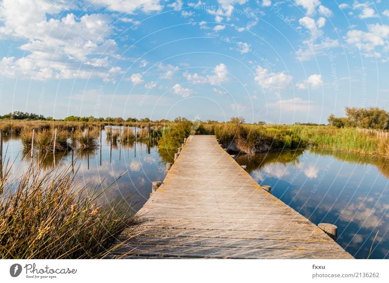 Holzsteg in der Camargue Steg Natur Wasser Schilfrohr Brücke See Landschaft Holzbrett ruhig Ferne Holzleiste Holzweg Fluss Stimmung Wege & Pfade Frankreich