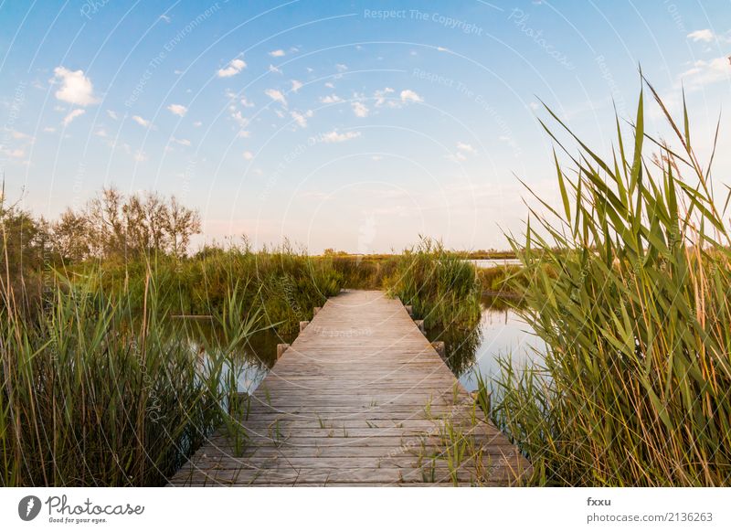 Holzsteg in der Camargue Steg Natur Wasser Schilfrohr Brücke See Landschaft Holzbrett ruhig Ferne holzplanken Holzweg Fluss Stimmung Wege & Pfade Frankreich