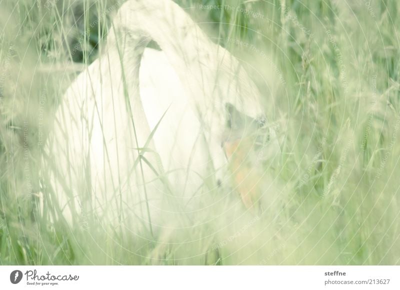 Fotosafari Gras Park Wiese Tier Wildtier Schwan 1 außergewöhnlich friedlich Farbfoto Gedeckte Farben Außenaufnahme Tag Licht Unschärfe Tierporträt