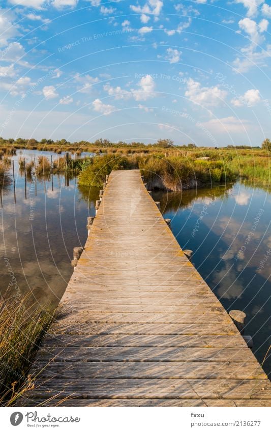 Holzsteg Sommer Sommerurlaub Sonne wandern Natur Landschaft Wasser Moor Sumpf ästhetisch außergewöhnlich Lebensfreude geduldig ruhig Selbstbeherrschung