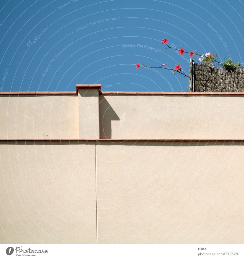 Fluchtversuch Mauer Haus Blume Garten Dachgarten Sims Wand Putz Sichtschutz Bastmatte Himmel Sommer Schönes Wetter Außenaufnahme Blüte oben Richtung Schatten