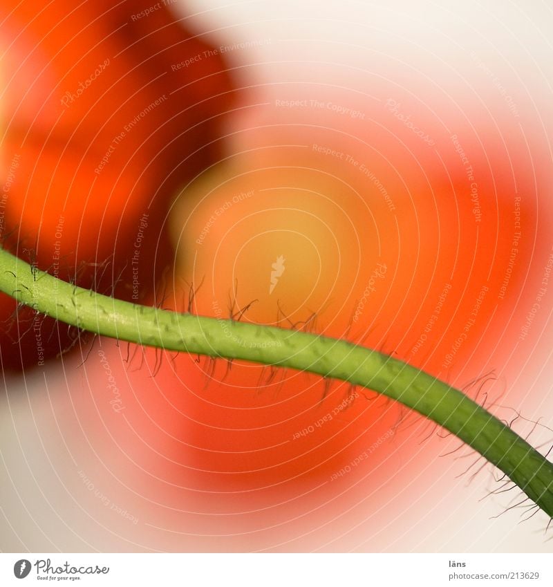 Mohn Pflanze Mohnblüte Stengel rot Blume Blühend außergewöhnlich Blüte Blütenstiel Blütenblatt Farbfoto mehrfarbig Nahaufnahme Makroaufnahme Menschenleer