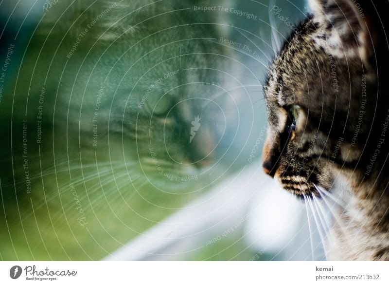 face your enemy Fenster Fensterscheibe Tier Haustier Katze Tiergesicht Fell Auge 1 grün Tierliebe Langeweile Blick Spiegelbild Farbfoto Gedeckte Farben