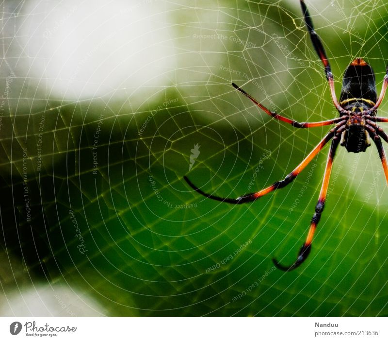 Die will nur spielen Natur Tier Wildtier Spinne Seidenspinne 1 Ekel gruselig groß Spinnennetz Seychellen Urwald tropisch Textfreiraum links Textfreiraum unten