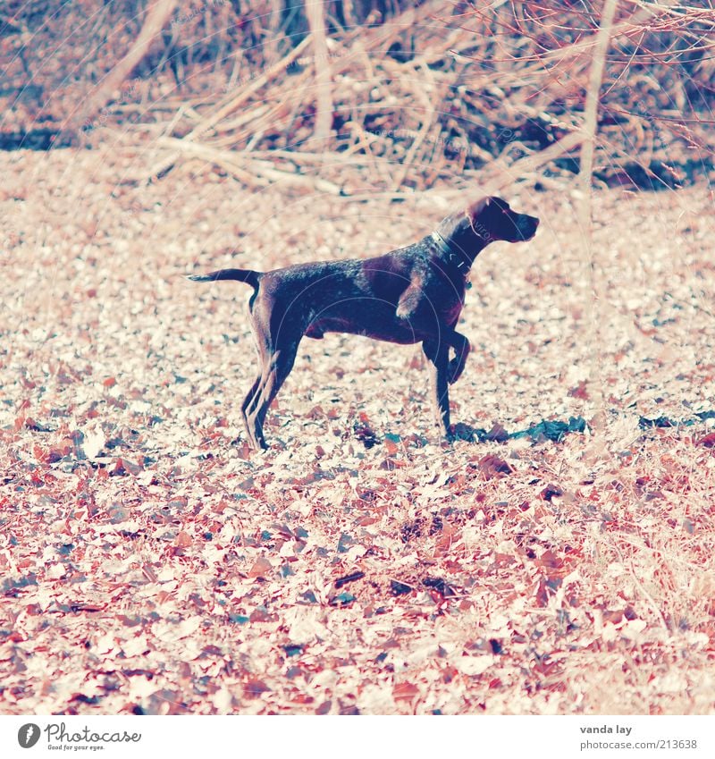 Halali Tier Haustier Nutztier Hund 1 hören Jagd stehen Wachsamkeit Konzentration Jäger deutsch kurzhaar Jagdhund signalisieren kennzeichnen Silhouette Herbst