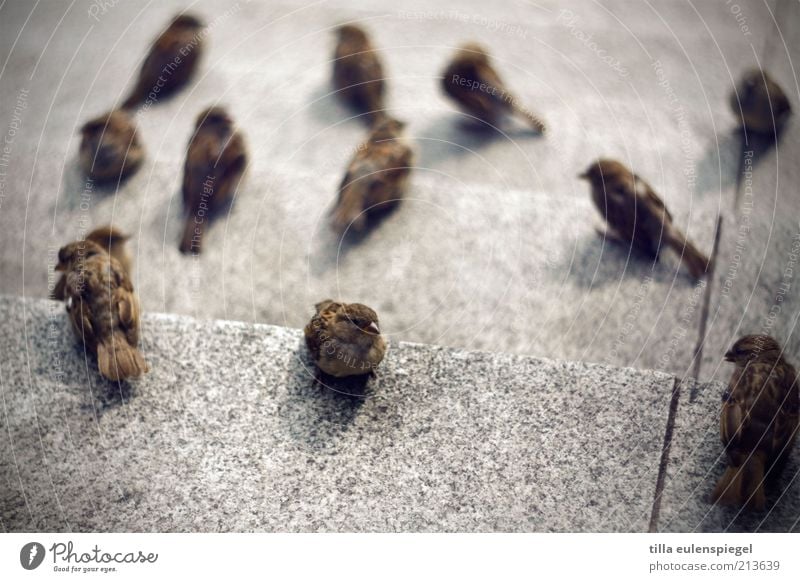 der eine Tier Vogel Spatz Schwarm beobachten warten Zusammensein klein Neugier niedlich braun grau achtsam Interesse Hoffnung viele mehrere Wegsehen zuwenden