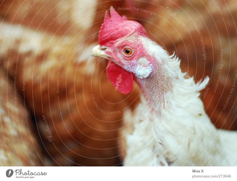 der fehlende Kopf Tier Nutztier Vogel Tiergruppe Haushuhn Hahnenkamm Farbfoto mehrfarbig Nahaufnahme Menschenleer Schwache Tiefenschärfe Tierporträt Legehenne