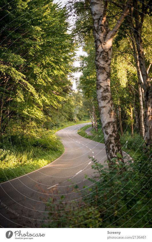 Mit Schwung... Natur Landschaft Pflanze Sonne Sonnenlicht Sommer Schönes Wetter Verkehr Verkehrswege Straßenverkehr Autofahren Wege & Pfade Landstraße grün