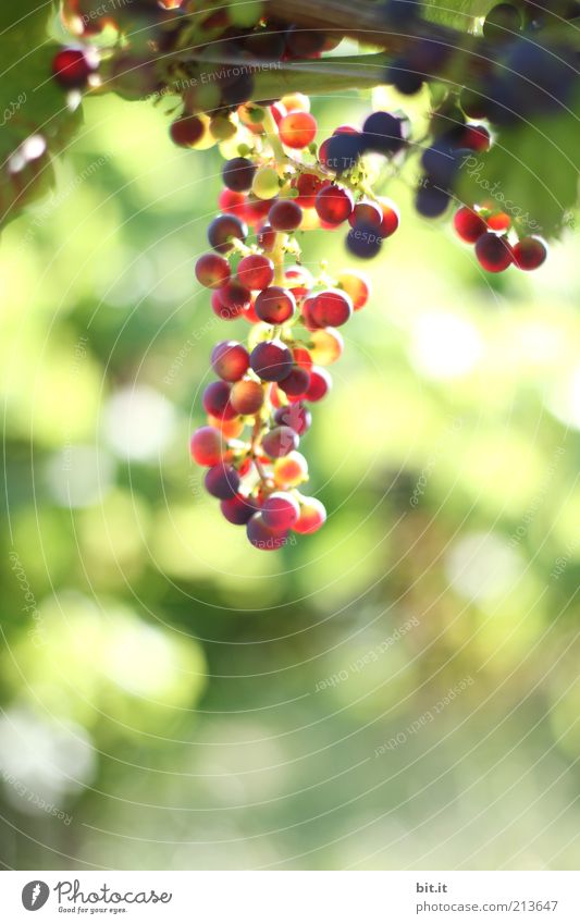 Mund auf...Fässer auf !!! Lebensmittel Frucht Ernährung Bioprodukte Freizeit & Hobby Umwelt Natur Pflanze frisch rund saftig süß grün violett rot Weintrauben