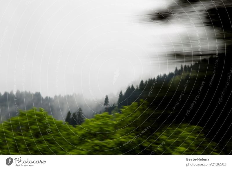 Tiefdruckgebiet Natur Landschaft Luft Himmel Wolken schlechtes Wetter Wind Sturm Nebel Regen Baum Bewegung außergewöhnlich dunkel grau grün Stimmung unbeständig