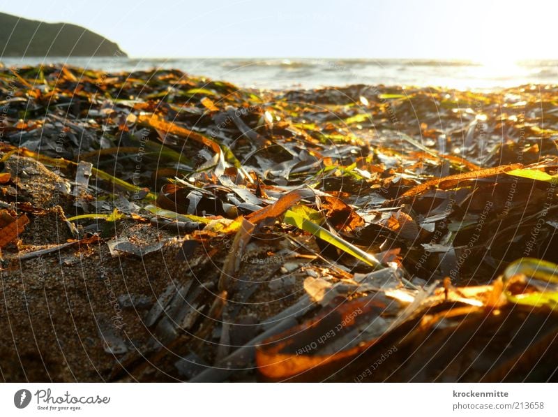 Bunt sind schon die Strände Natur Landschaft Pflanze Wasser Horizont Sonne Sonnenaufgang Sonnenuntergang Sonnenlicht Sommer Sträucher Blatt Grünpflanze Wellen