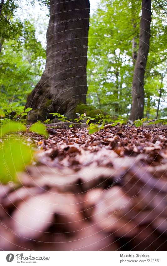 Wald Umwelt Natur Sommer Herbst Klima Klimawandel Schönes Wetter Baum Moos ästhetisch wild weich braun gelb grau grün Baumstamm Moosteppich Froschperspektive