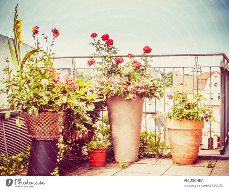 Blumentöpfe auf Terrasse oder Balkon Lifestyle Stil Design Sommer Häusliches Leben Wohnung Garten Innenarchitektur Natur Herbst Pflanze Topfpflanze Stadt