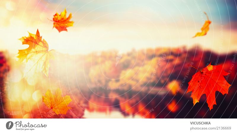 Herbst Hintergrund mit fallenden Blätter und Stadtpark Lifestyle Natur Landschaft Himmel Sonnenaufgang Sonnenuntergang Sonnenlicht Schönes Wetter Blume Blatt