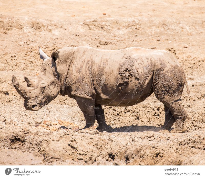 Nach dem Schlammbad;-))) Ferien & Urlaub & Reisen Ausflug Abenteuer Safari Expedition Umwelt Natur Landschaft Erde Sand Wärme Dürre Wüste Afrika Tier Wildtier