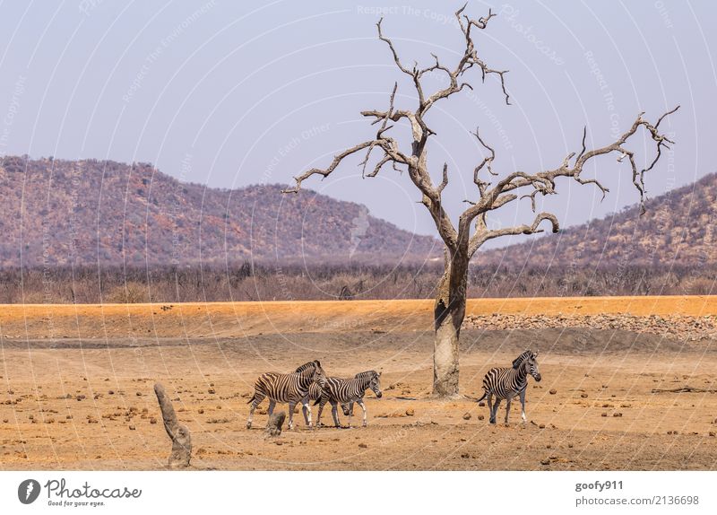 Zebras Ferien & Urlaub & Reisen Ausflug Abenteuer Freiheit Safari Expedition Sonne Umwelt Natur Landschaft Erde Sand Wärme Dürre Baum Hügel Wüste Tier Wildtier