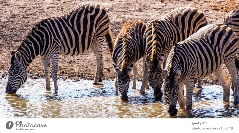 Durstig!!! Ferien & Urlaub & Reisen Ausflug Abenteuer Freiheit Safari Expedition Umwelt Natur Landschaft Erde Sand Wasser Wärme Dürre Teich Wüste Tier Wildtier