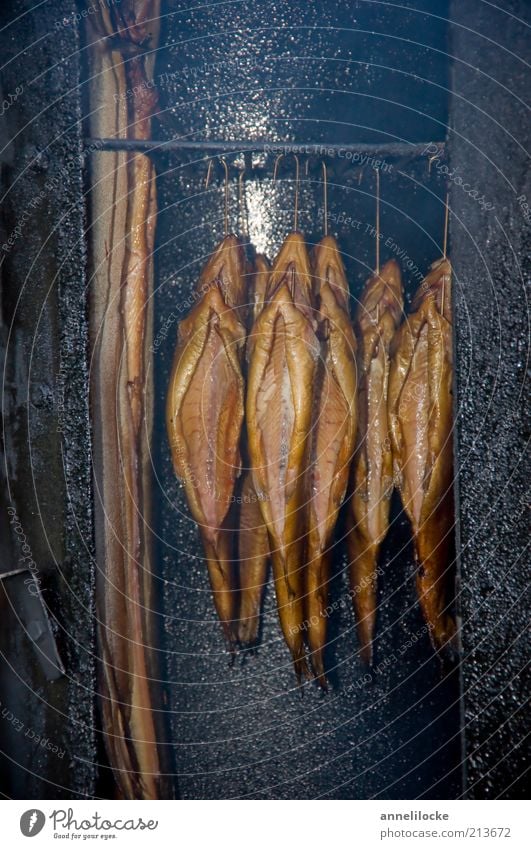 Forelle im Buchenrauch Lebensmittel Fisch Ernährung Räucherforelle Aal Räucheraal Räucherofen Tier Nutztier Wildtier Totes Tier hängen heiß lecker braun gold