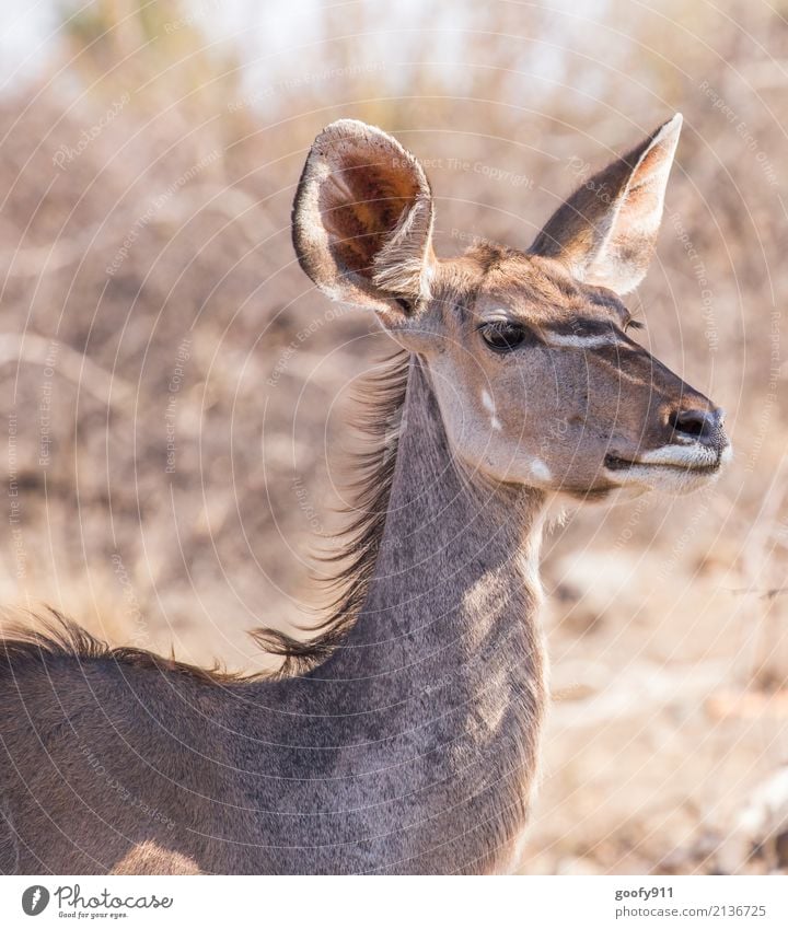 Gespitzte Ohren Ferien & Urlaub & Reisen Ausflug Abenteuer Ferne Safari Expedition Umwelt Natur Landschaft Frühling Sommer Schönes Wetter Wärme Dürre Wüste