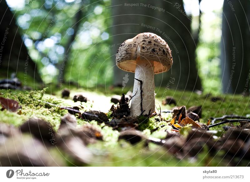 Märchenwald Pilzhut Waldboden Herbst herbstlich Moos Sonnenlicht Waldlichtung Tag Essen Foodfotografie Erde Natur Herbstwald natürlich Wachstum Baum Umwelt wild