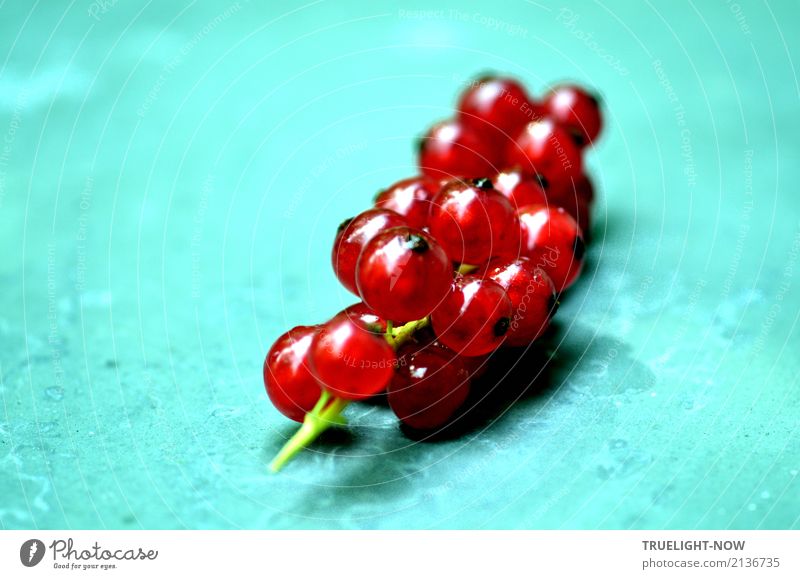 Vitaminschock! Lebensmittel Frucht Dessert Ernährung Bioprodukte Vegetarische Ernährung Fingerfood Fröhlichkeit frisch Gesundheit glänzend natürlich saftig