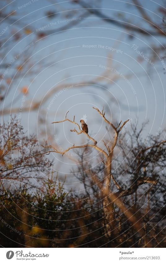 Da sitzt er! Natur Landschaft Wolkenloser Himmel Baum Nationalpark Tier Wildtier Vogel Adler 1 beobachten sitzen warten frei natürlich wild blau braun schwarz