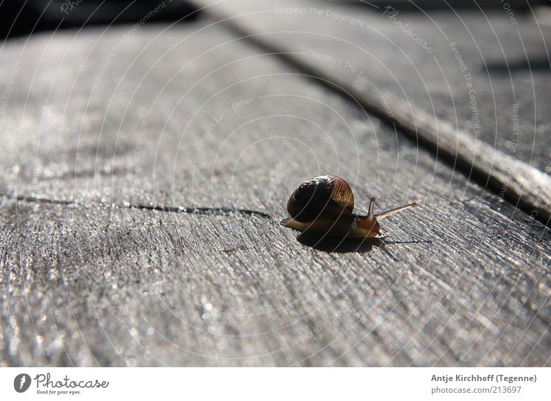 Der lange Weg nach Hause... Natur Tier Schnecke 1 Ekel schleimig braun Vertrauen Sicherheit Schutz Geborgenheit Tierliebe friedlich achtsam Schneckenhaus