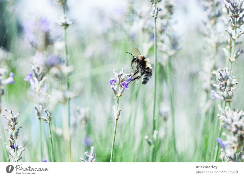 Anflug des Sammlers Gesundheit Gesundheitswesen Duft Sommer Gartenarbeit Umwelt Natur Pflanze Klima Schönes Wetter Gras Sträucher Park Wiese Tier Nutztier