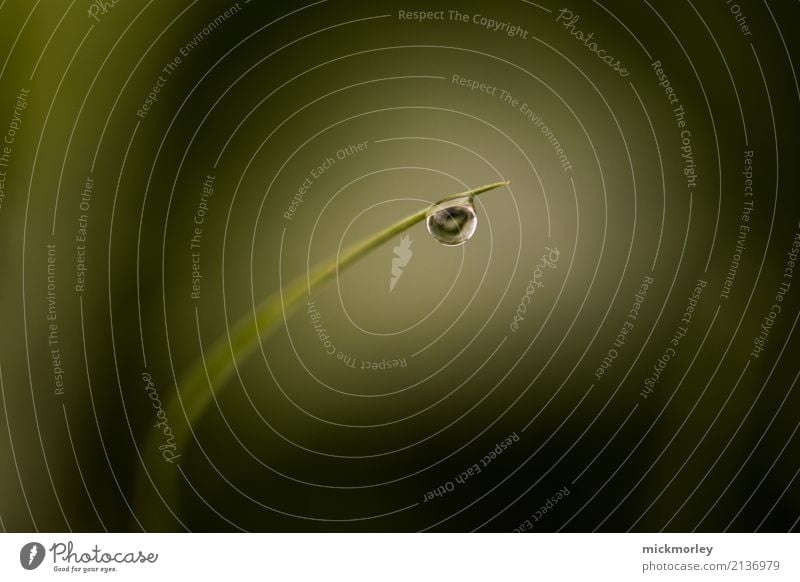 In der Ruhe liegt die Kraft ruhig Meditation Umwelt Tier Urelemente Wasser Wassertropfen Gewitterwolken Frühling Sommer Klimawandel schlechtes Wetter Regen Gras