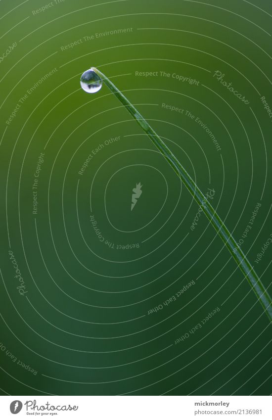 Aller Anfang ist schwer Umwelt Natur Pflanze Wasser Wassertropfen Klima Klimawandel Wetter schlechtes Wetter Regen Gras Sträucher Garten Park einzigartig