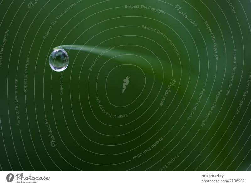 ich spüre den ersten Tropfen Umwelt Natur Wolken Klima Klimawandel Wetter Regen Gras Sträucher Garten Wiese Wald Erholung ästhetisch authentisch außergewöhnlich