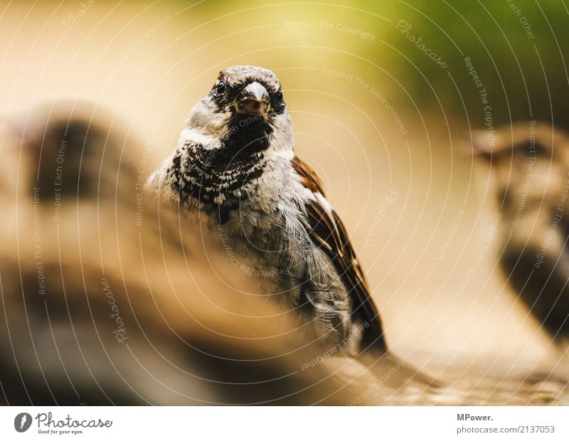 der gemeine haussperling Natur Tier Wildtier Vogel 1 beobachten füttern klein Spatz Sperlingsvögel Feder Nahaufnahme Farbfoto Menschenleer Unschärfe