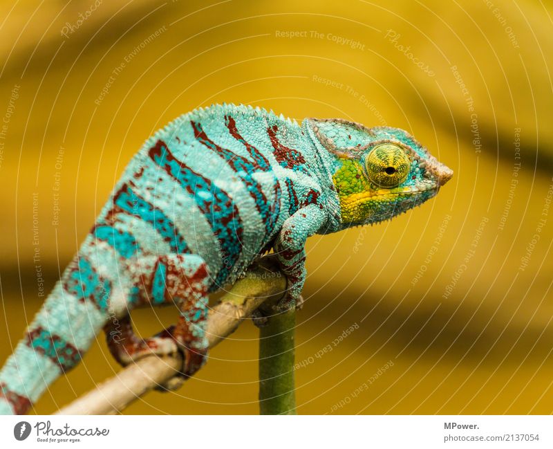 take a look around Natur Tier Zoo 1 krabbeln exotisch fantastisch schön Chamäleon türkis Auge ruhig Reptil orange Stillleben Farbfoto mehrfarbig Außenaufnahme