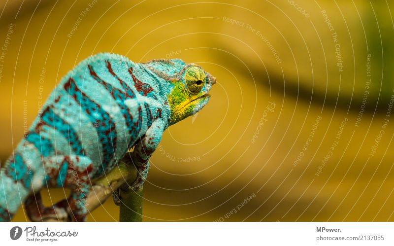 colorful Natur ruhig bewegungslos Blick beobachten Echsen Dinosaurier Tier Zoo 1 krabbeln exotisch fantastisch schön Chamäleon türkis Auge Reptil orange