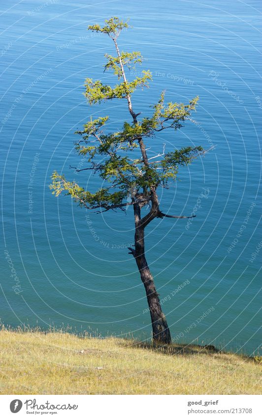 bäumlein Umwelt Natur Landschaft Pflanze Erde Wasser Klima Schönes Wetter Baum Meer Teich See frei baikalsee lake baikal Kiefer Ast Zweige u. Äste deutlich