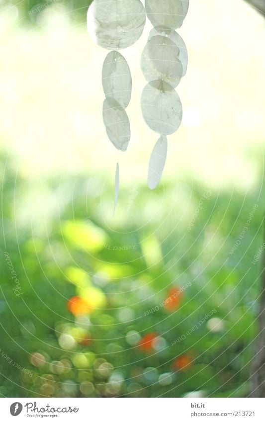 Windspiel für cheffe und schiffi... Natur Frühling Sommer Schönes Wetter Erholung hängen rund ruhig Geräusch Muschel Klang Klimpern capiz muscheln