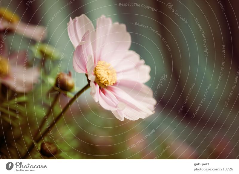 Gartenarbeit Teil3 Umwelt Natur Pflanze Blume Blüte Schmuckkörbchen Duft schön rosa Frühlingsgefühle Sympathie Romantik Idylle Leichtigkeit nachhaltig