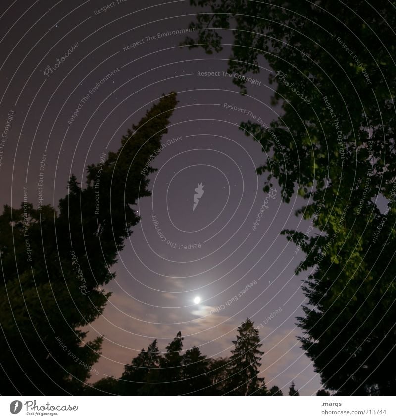 2 Minutes to Midnight Landschaft Nachthimmel Stern Vollmond Baum leuchten dunkel groß gruselig Gefühle Angst Mitternacht geisterhaft Geisterstunde Farbfoto