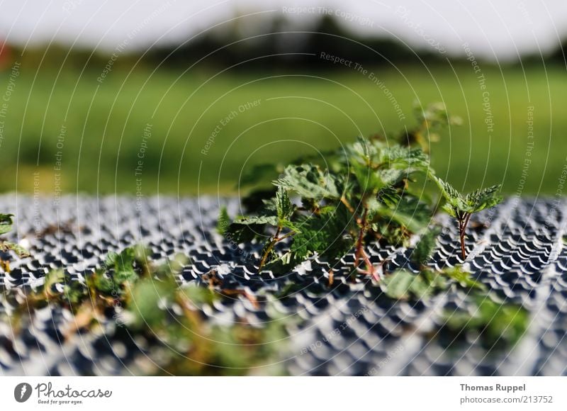 Einsam und verlassen Natur Landschaft Pflanze Wetter Schönes Wetter Gras Blatt Grünpflanze Wildpflanze Wiese Metall grau grün Einsamkeit Farbfoto