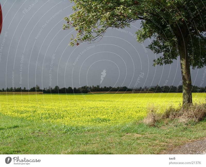 Gewitter im Anmarsch Sonne dunkel Wolken Feld Baum Wiese