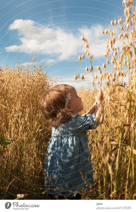 Hafertraum Ferien & Urlaub & Reisen Ausflug Freiheit Sommerurlaub Kind Kleinkind Mädchen 1-3 Jahre Natur Feld entdecken lernen Spielen Neugier Lebensfreude