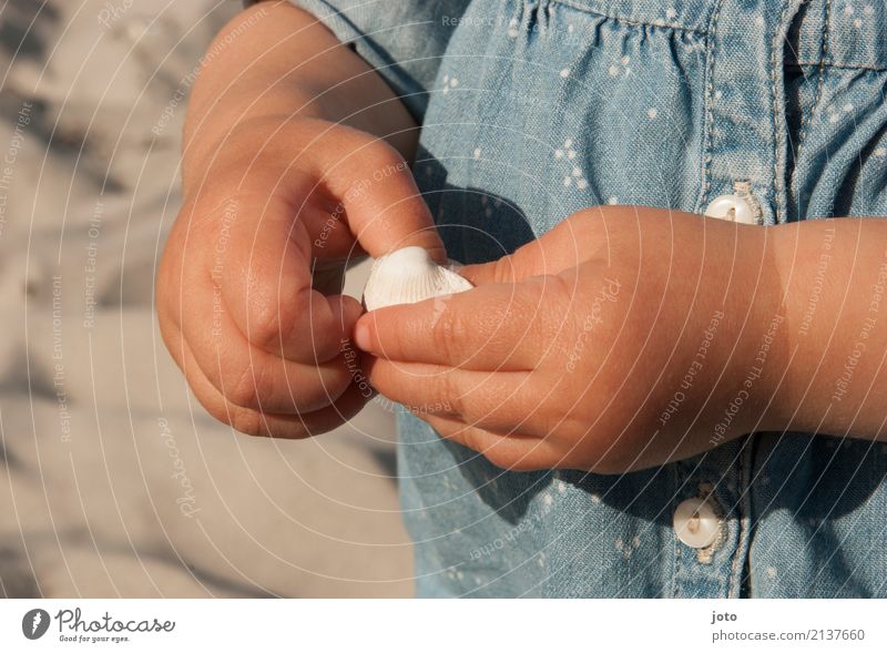 Muschelsuche Spielen Ferien & Urlaub & Reisen Ausflug Sommer Sommerurlaub Kindererziehung Bildung Wissenschaften lernen Kleinkind Mädchen Hand 1-3 Jahre Natur