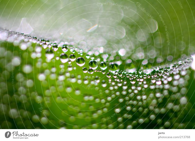 Herbstlicht Umwelt Natur Pflanze Wassertropfen Schönes Wetter Gras Flüssigkeit frisch glänzend nass natürlich grün Gelassenheit geduldig ruhig Idylle