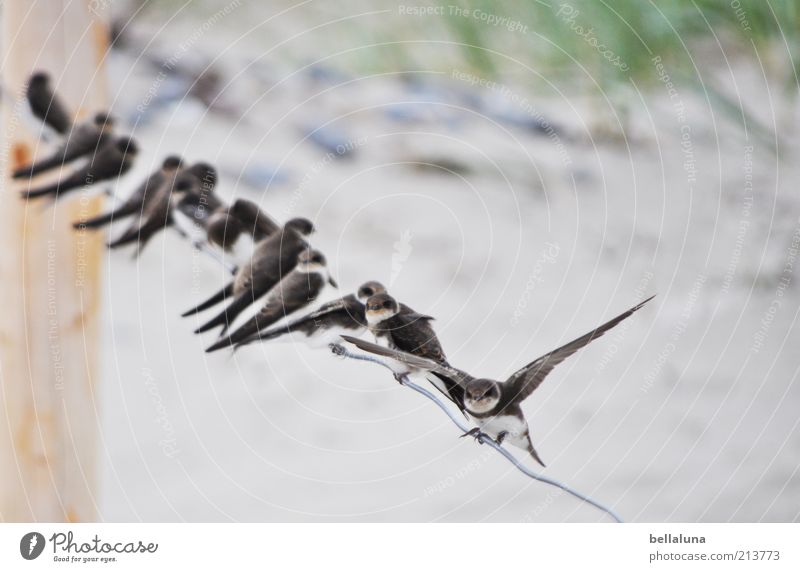 Ready for take off!!! Ferien & Urlaub & Reisen Freiheit Sommer Sommerurlaub Meer Umwelt Natur Pflanze Tier Sand Wetter Schönes Wetter Küste Ostsee Vogel Flügel