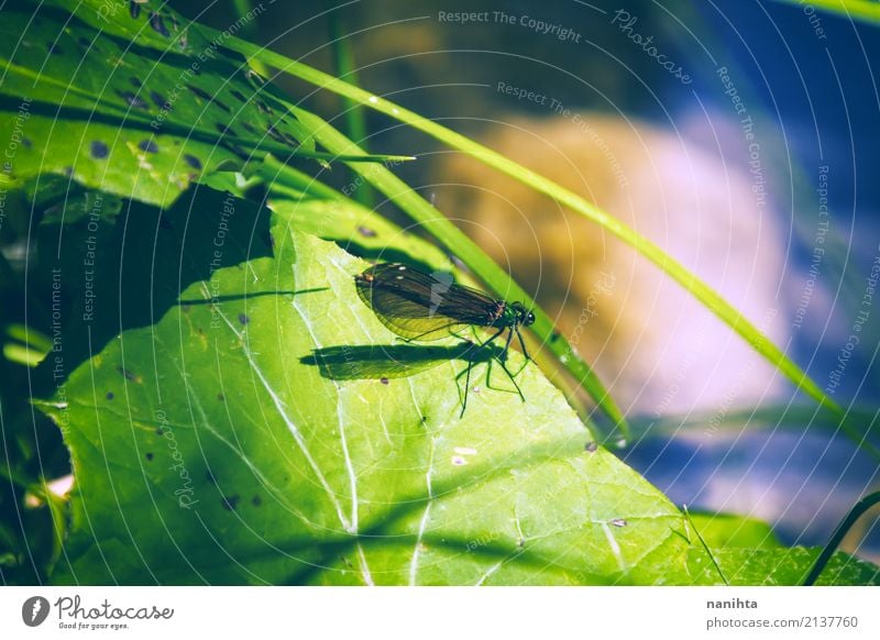 Libelle über einem grünen Blatt Umwelt Natur Pflanze Tier Gras Teich Wildtier Flügel Insekt Libellenflügel 1 klein nah natürlich wild blau entdecken schön