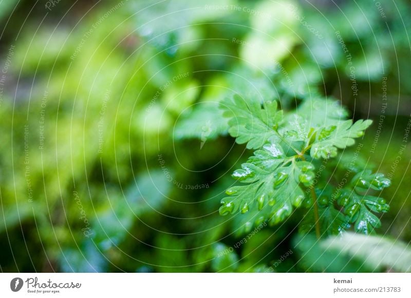 Waldkraut Umwelt Natur Pflanze Wasser Wassertropfen Sommer Regen Sträucher Blatt Grünpflanze Wildpflanze Wiese Wachstum nass grün Tropfen Kräuter & Gewürze